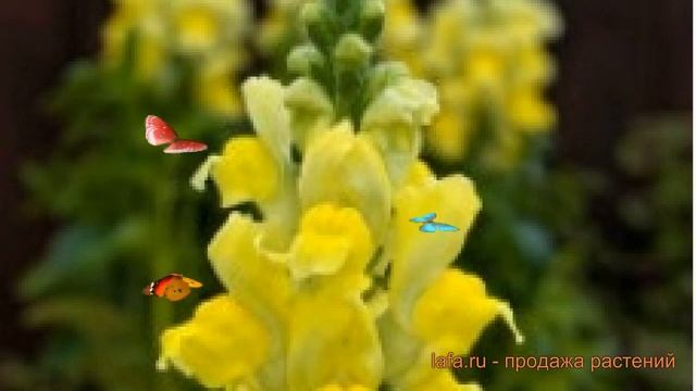 Львиный зев обыкновенный Еллоу ? львиный зев Еллоу обзор: как сажать семена львиного зева Еллоу смотреть онлайн