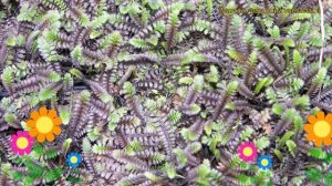 Лептинелла гребенчатая. Краткий обзор, описание характеристик leptinella pectinata