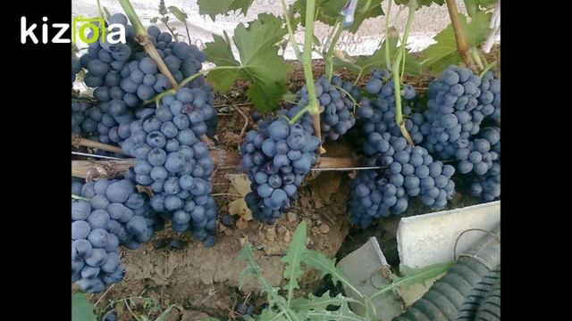 Виноград Славного Петра Алексеевича смотреть онлайн