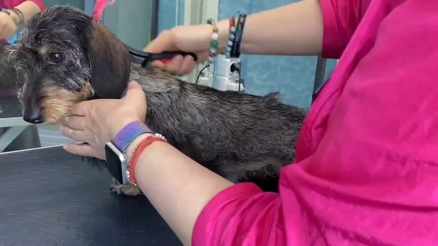 Будни грумера: Что такое тримминг собак и как он делается | Ветклиника "В добрые руки" смотреть онлайн