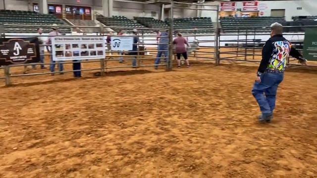 Chương trình EBBA Christmas Classic Junior Show 2022. Grand Champion Red Female Drive. смотреть онлайн