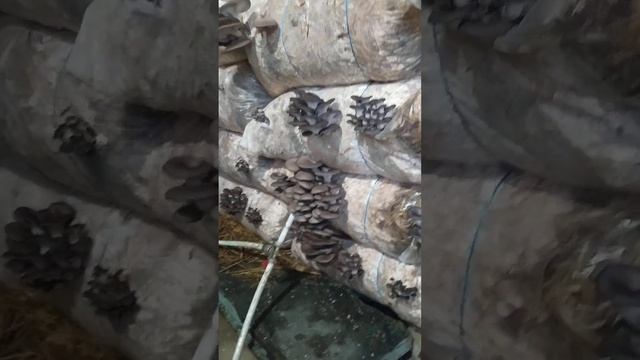 китайский черный , сбор урожая грибы просто супер! смотреть онлайн