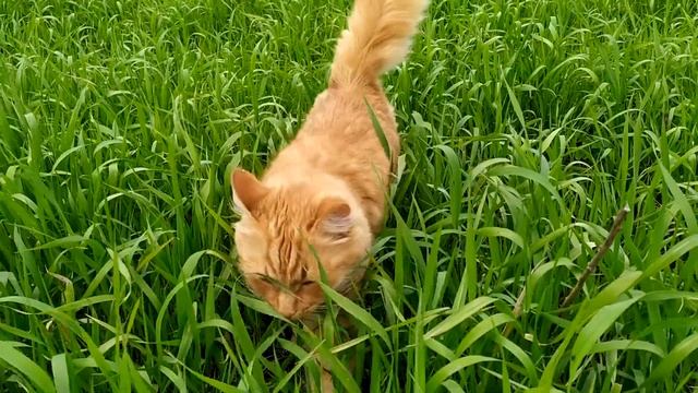 Я НАУЧИЛАСЬ ЖИТЬ // АННА АХМАТОВА ЖИВА смотреть онлайн