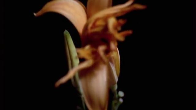Footage HD video,HD Video Background Animation Video Backgrounds Motion, Backgrounds For Vid 29 смотреть онлайн