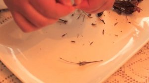 Герань. Как собрать семена Пеларгонии?.Выращиваем пеларгонию из семян.Где у пеларгонии семена?