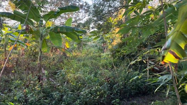 How To Naturally Grow Torch Ginger & Heliconia, Amazing Health Benefits - Natural Farming, 11/27/23 смотреть онлайн
