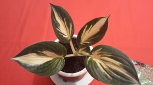 #hosta #Sting #хоста #Стинг/ Хоста гибридная Стинг (лат. hosta hybridum Sting)(M).  Ранняя покупка