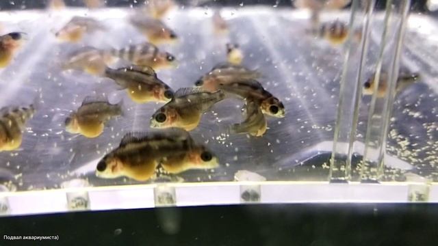 Первое кормление малька Фронтозы''Black Widow'' смотреть онлайн