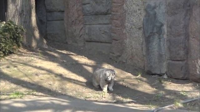 Манул Felis Manul Карликовое ухо