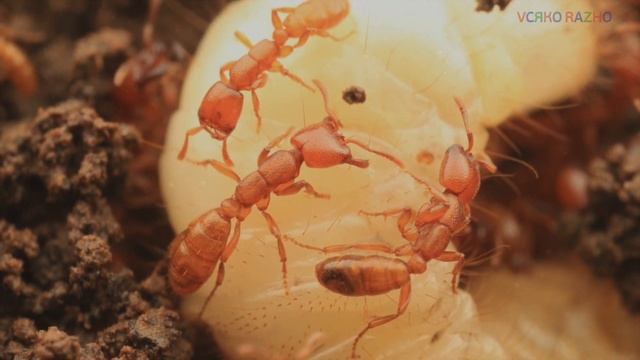 ТОП 6 САМЫХ ОПАСНЫХ НАСЕКОМЫХ МИРА/TOP 6 MOST DANGEROUS INSECTS IN THE WORLD