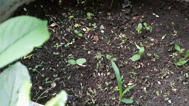 Посадки на нашей даче 11 мая 2021г. Алматы. смотреть онлайн