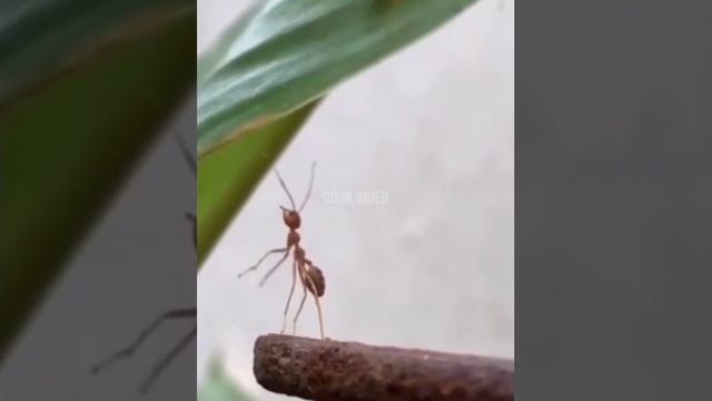 предатели смотреть онлайн