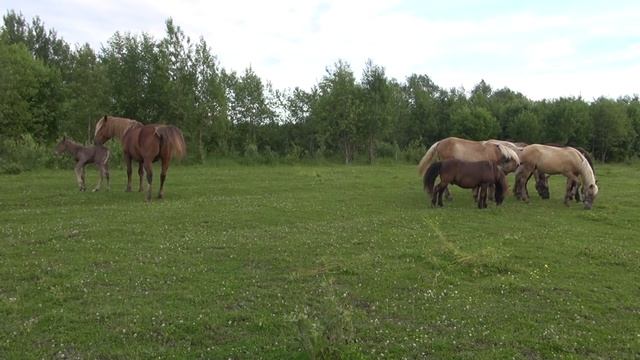 Возвращение кобылы с жеребенком в табун смотреть онлайн