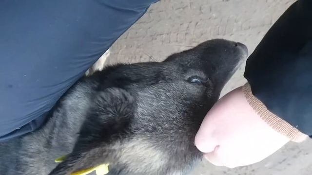 Собака с разным цветом глаз смотреть онлайн