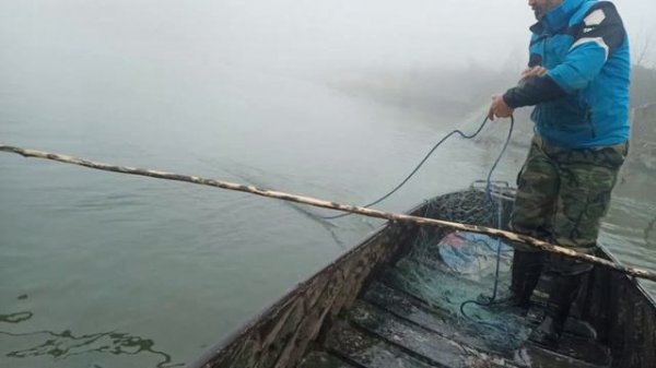 Sazan Balığı Avında En Büyük Yakalama -BALIK AVI-SAZAN AVI-balik avi