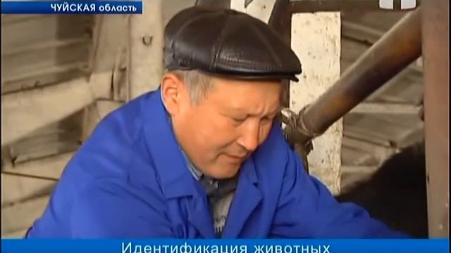 Процесс идентификация животных тормозит экспорт мяса в ЕАЭС смотреть онлайн