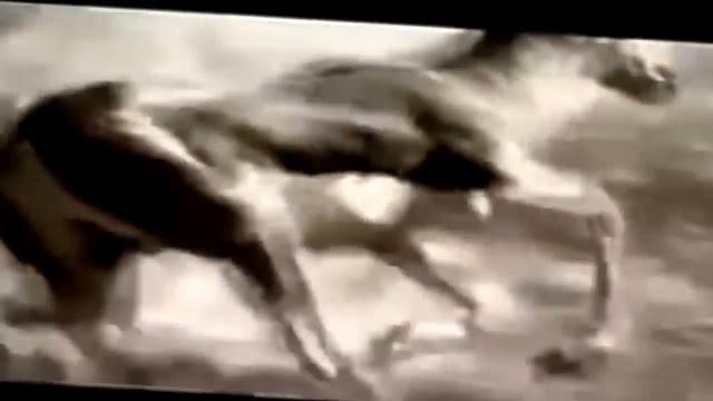 Охота на диких зверей Jagd auf wilde Tiere смотреть онлайн