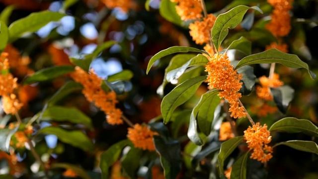 Osmanthus fragrance (HD1080p) смотреть онлайн