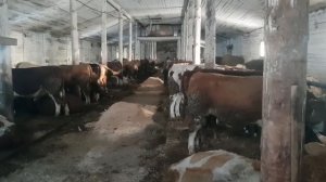 Чем и как опрыскиваем быков от паразитов и чесотки?