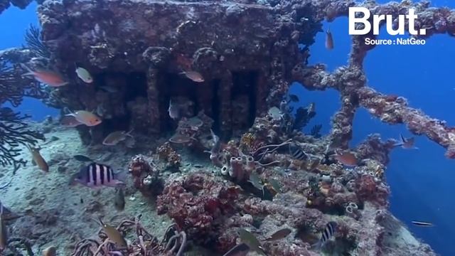 La terre sans les humains, ça donnerait quoi ? смотреть онлайн