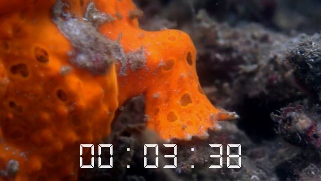 НЕВЕРОЯТНЫЕ СЛУЧАИ НА РЫБАЛКЕ СНЯТЫЕ НА КАМЕРУ