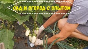 Сенсация!!!Лучший способ как Защитить Баклажаны от Колорадского жука.Обязательно сделайте так!