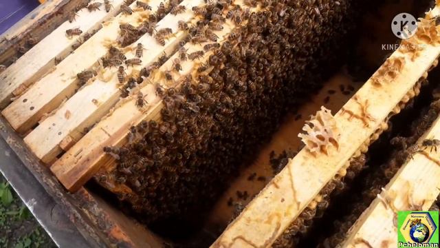 Бакфаст F1 линия B361 🔥😉🤘 смотреть онлайн