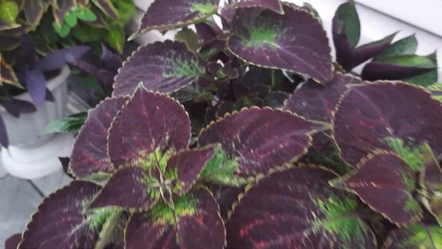 КОЛЕУСЫ  -  КОЛЕУСЫ. ГОЛОВОКРУЖИТЕЛЬНАЯ КРАСОТА.