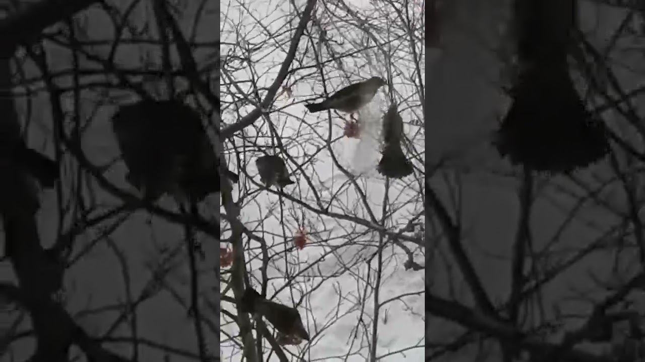 Птицы на рябине смотреть онлайн