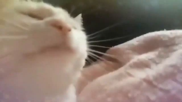 этот кот переворачивает экран смотреть до конца смотреть онлайн