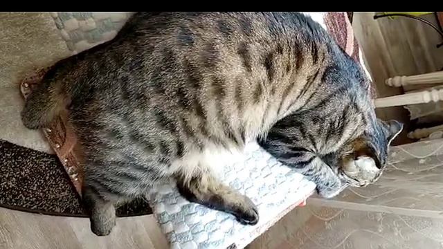 А Камчатка - то есть ! Рассмешил, так рассмешил. Обзор на Saveliy Ad смотреть онлайн