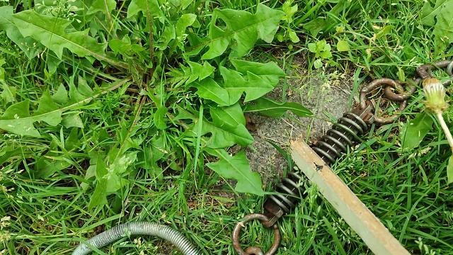 Петля для отлова кабана. Тел 89209904010. смотреть онлайн