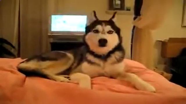 Ты это видел Говорящая собака Мишка1_собаки фото смотреть онлайн