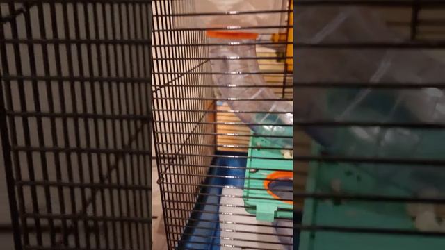 джунгарские хомяки смотреть онлайн