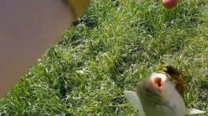 РЫБАЛКА НА КАРАСЯ . Донка с кормушкой в деле. #рыбалка #рыбалканакарася #донкаскормушкой