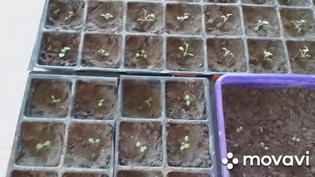 Пикировка виолы. Уход за рассадой виолы. Простой способ. Как выглядят растения после пикировки. смотреть онлайн