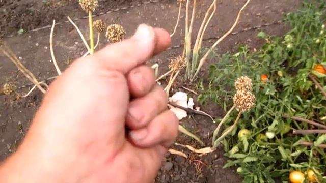 Собираем СЕМЕНА ЛУКА ЧЕРНУШКА смотреть онлайн