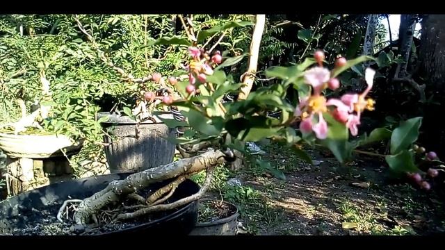 Bonsai Sakura Mikro Malpighia Glabra смотреть онлайн