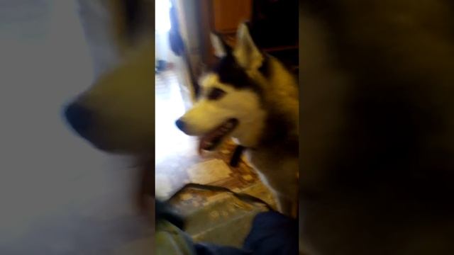 Разные глаза у моей собаки смотреть онлайн