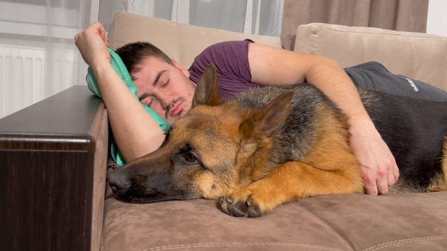 German Shepherd Reacts to My Snoring смотреть онлайн