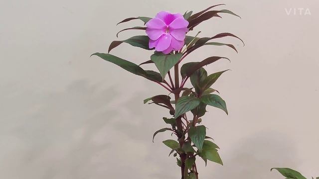Busy Lizzie / Balsam / Impatiens Plant Care