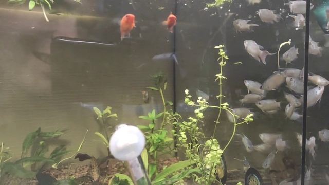 Куча самоделок и тесты воды на ПШ. смотреть онлайн