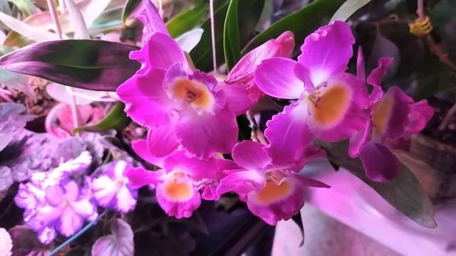 Дендробиум Нобиле цветет в январе. смотреть онлайн