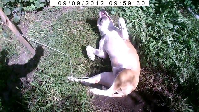 Жан Филипп на даче (питбуль) смотреть онлайн