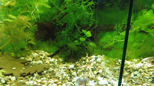 РЫБКИ ПЕТУШКИ ДАМБО , ХАЛФ МУН - САМЦЫ И САМКИ + ГАЛАКТИКИ - 30.10.2018 ( ПИТОМНИК "МАРИ МИСТИК" ) смотреть онлайн