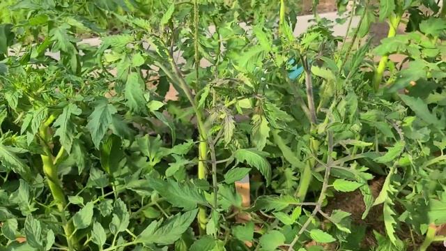 ТОМАТ БАТЯНЯ на 23 Мая. ОСМОТР КУСТА , ПАСЫНКОВАНИЕ, ФОРМИРОВАНИЕ СТЕБЛЯ смотреть онлайн