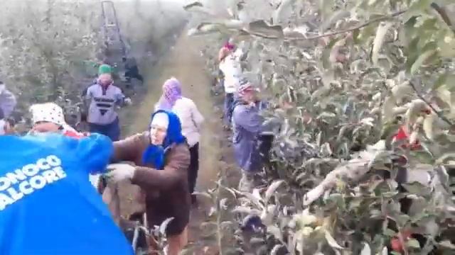 Самые вкусные и красивые яблоки -ГДЕ?..в Стурзовке ! смотреть онлайн