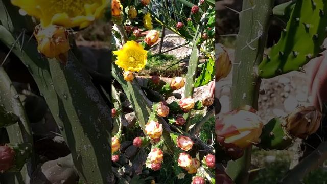 КАК ЦВЕТУТ КАКТУСЫ! ИНТЕРЕСНЫЕ ФАКТЫ ПРО КАКТУСЫ! смотреть онлайн