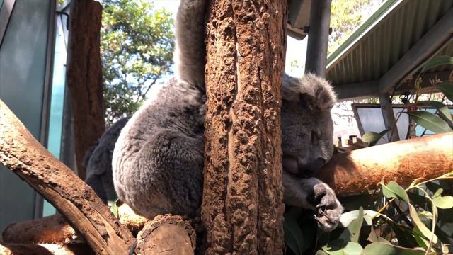 Inspyah Life: Australia | Day out at the Sydney Taronga Zoo смотреть онлайн