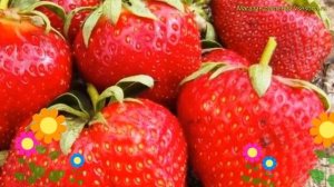 Земляника садовая Кардинал. Краткий обзор, описание характеристик fragaria ananassa Cardinal